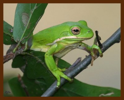 green treefrog 10-15-08 4d676b.JPG