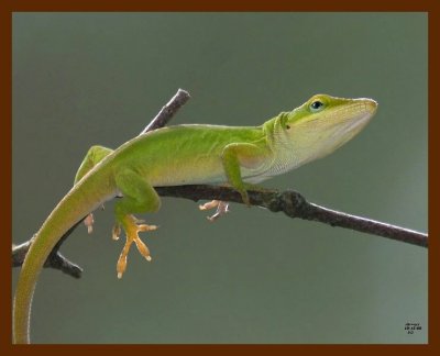 green anole 10-15-08 4d706b.JPG