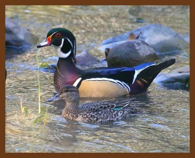 wood-duck-teal 10-14-08 4d268b.JPG