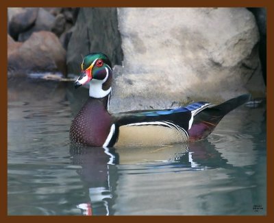 wood-duck 10-21-08 4d670b.JPG