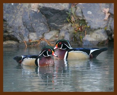 wood-ducks 10-23-08 4d234b.JPG