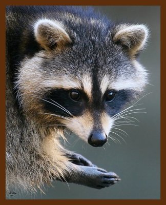 raccoon 10-24-08 4d446b.JPG