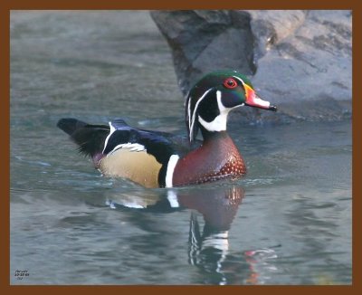 wood-duck 10-25-08 4d521b.JPG