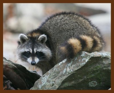 raccoon 11-5-08 4d556b.JPG