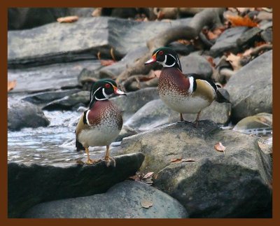 wood-ducks 11-2-08 4d029b.JPG