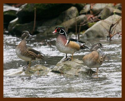 wood-ducks 11-11-08 4d832b.JPG