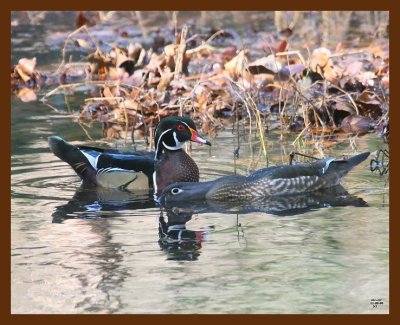 wood-ducks 11-8-08 4d690b.JPG