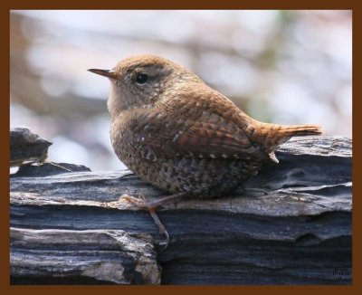 winter-wren 11-15-08 4d808b.JPG