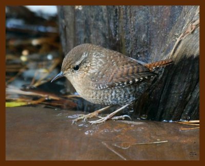 winter-wren 11-13-08 4d173b.JPG