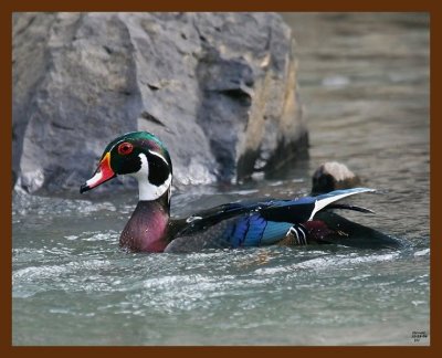 wood-duck 11-15-08 4d780b.JPG