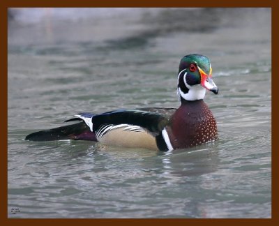 wood-duck 11-15-08 4d775b.JPG
