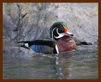wood-duck 11-15-08 4d766b.JPG