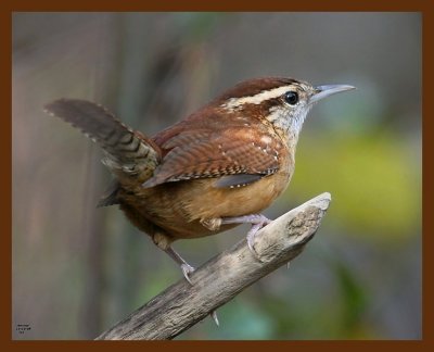 carolina-wren 11-14-08 4d664b.JPG