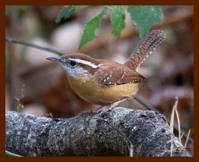 carolina-wren 11-11-08 4d945b.JPG