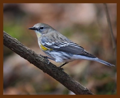 warbler-yellow-rumped 11-14-08 4d512b.JPG