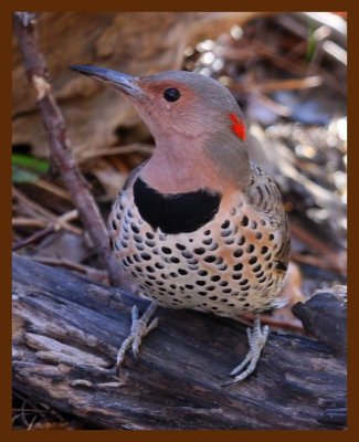 northern flicker 11-18-08 4d116b.JPG