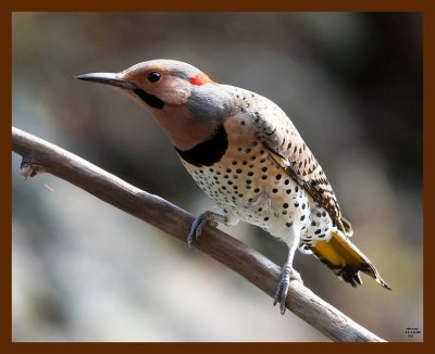 northern flicker 11-14-08 4d536b.JPG