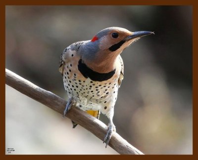 northern flicker 11-14-08 4d529b.JPG