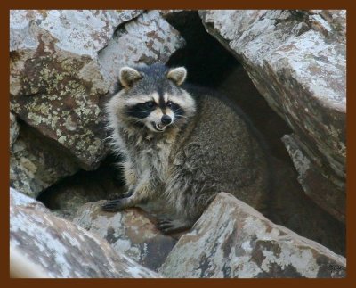 raccoon 11-21-08 4d321b.JPG