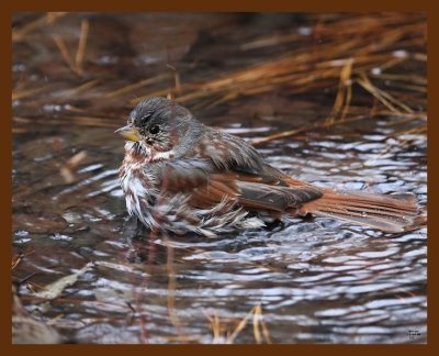 sparrow-fox 11-14-08 4d491b.JPG