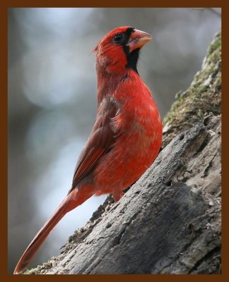 cardinal 11-27-08 4d161b.JPG