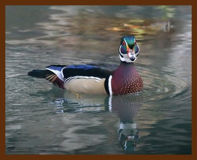 wood-duck 11-29-08 4d914b.JPG