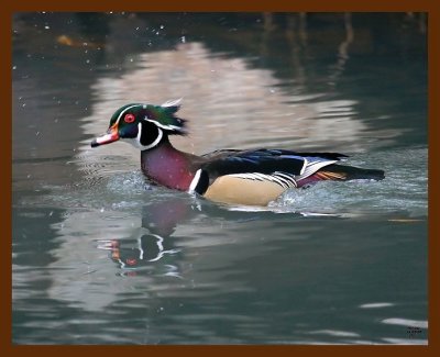 wood-duck 11-29-08 4d962b.JPG