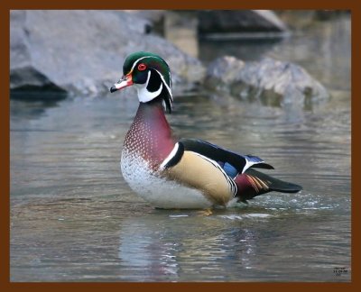 wood-duck 11-29-08 4d924b.JPG