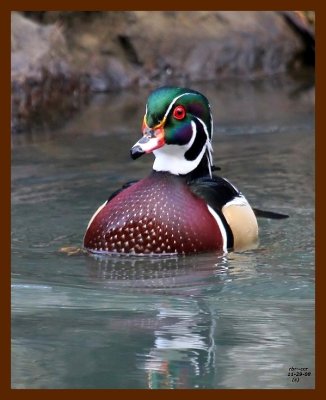 wood-duck 11-29-08 4d967b.JPG