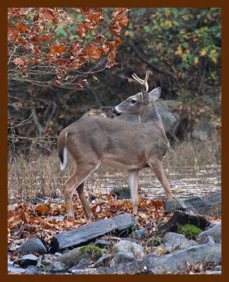 deer 11-5-08 4d530c1b.JPG