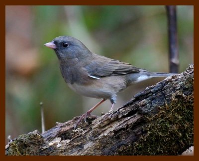 junco 11-11-08 4d925b.JPG