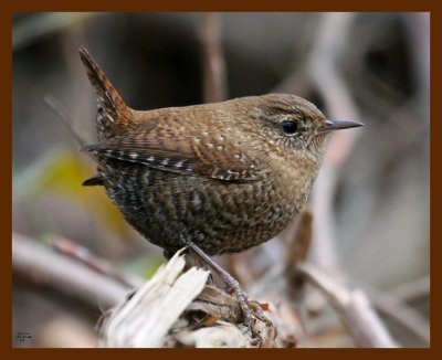 winter-wren 11-22-08 4d437b.JPG