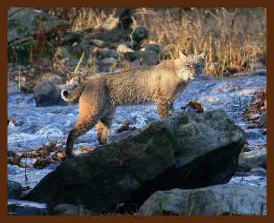 nov08_along_the_creek