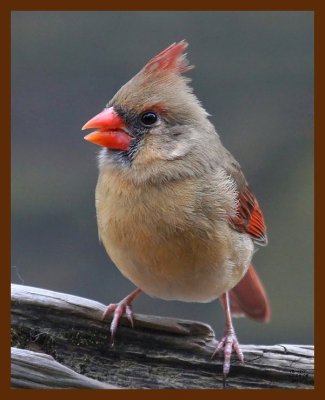 cardinal 12-8-08 4d346b.JPG