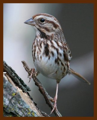 sparrow-song 12-14-08 4d631b.JPG