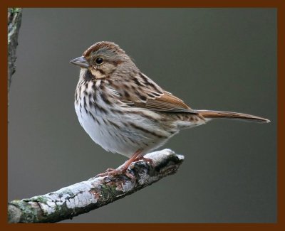 sparrow-song 12-16-08 4d821b.JPG