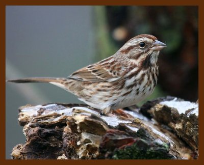 sparrow-song 12-17-08 4d929b.JPG