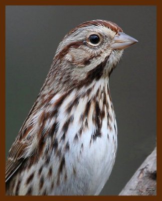 sparrow-song 12-18-08 4d047b.JPG