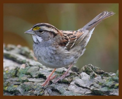 sparrow-white-throated 12-18-08 4d028b.JPG