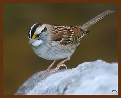 sparrow-white-throated 12-17-08 4d897b.JPG