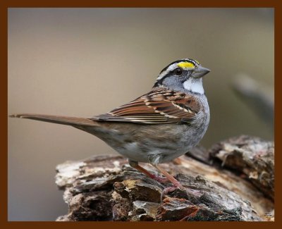 sparrow-white-throated 12-14-08 4d623b.JPG