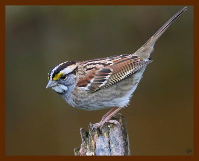 sparrow-white-throated 12-17-08 4d968b.JPG