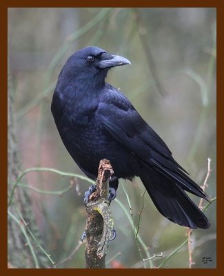 crow 12-17-08 4d980b.JPG