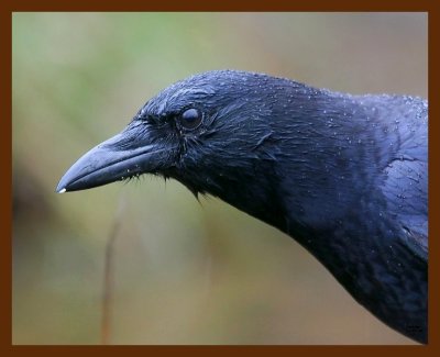 crow 12-18-08 4d127b.JPG