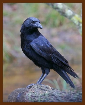 crow 12-18-08 4d116b.JPG