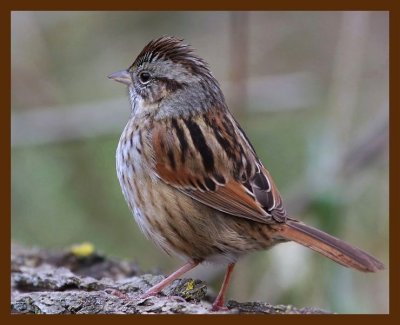 sparrow-swamp 12-28-08 4d426c1b.JPG