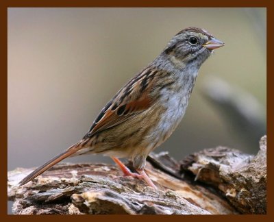 sparrow-swamp 12-14-08 4d609b.JPG