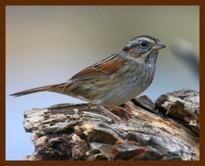 sparrow-swamp 12-14-08 4d611b.JPG