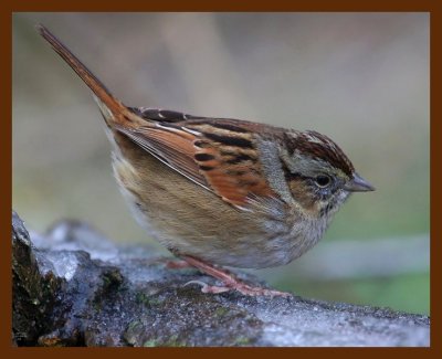 sparrow-swamp 12-16-08 4d841b.JPG