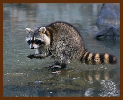 raccoon 12-05-08 4d125b.JPG